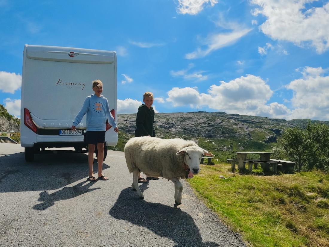 Flo und Ben spielen mit einem Schaf