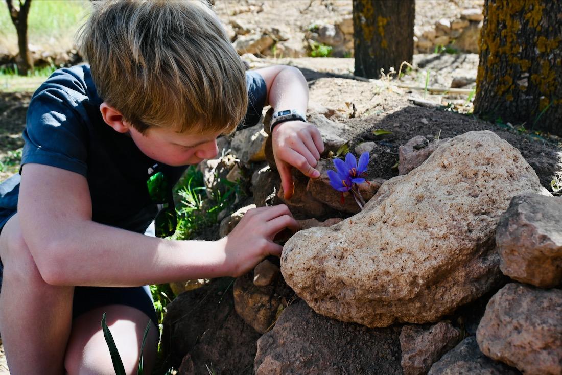 Ben schaut sich Safran Krokusse an