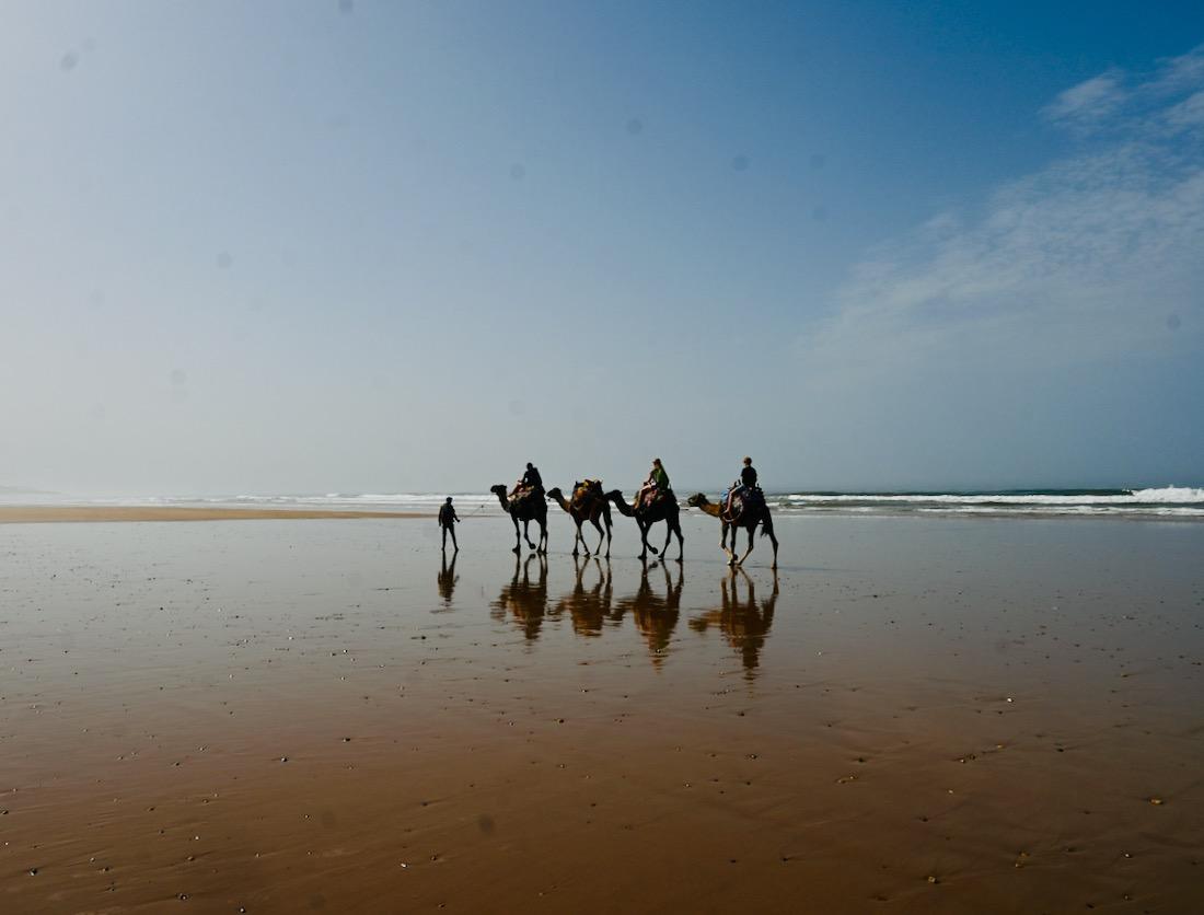 Dromedare in Sidi Kaouki