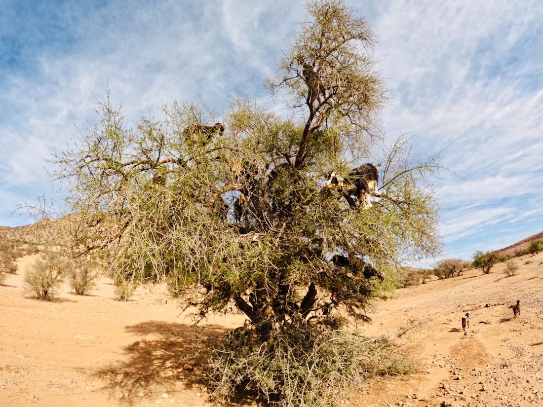 Ein Arganbaum voller Ziegen