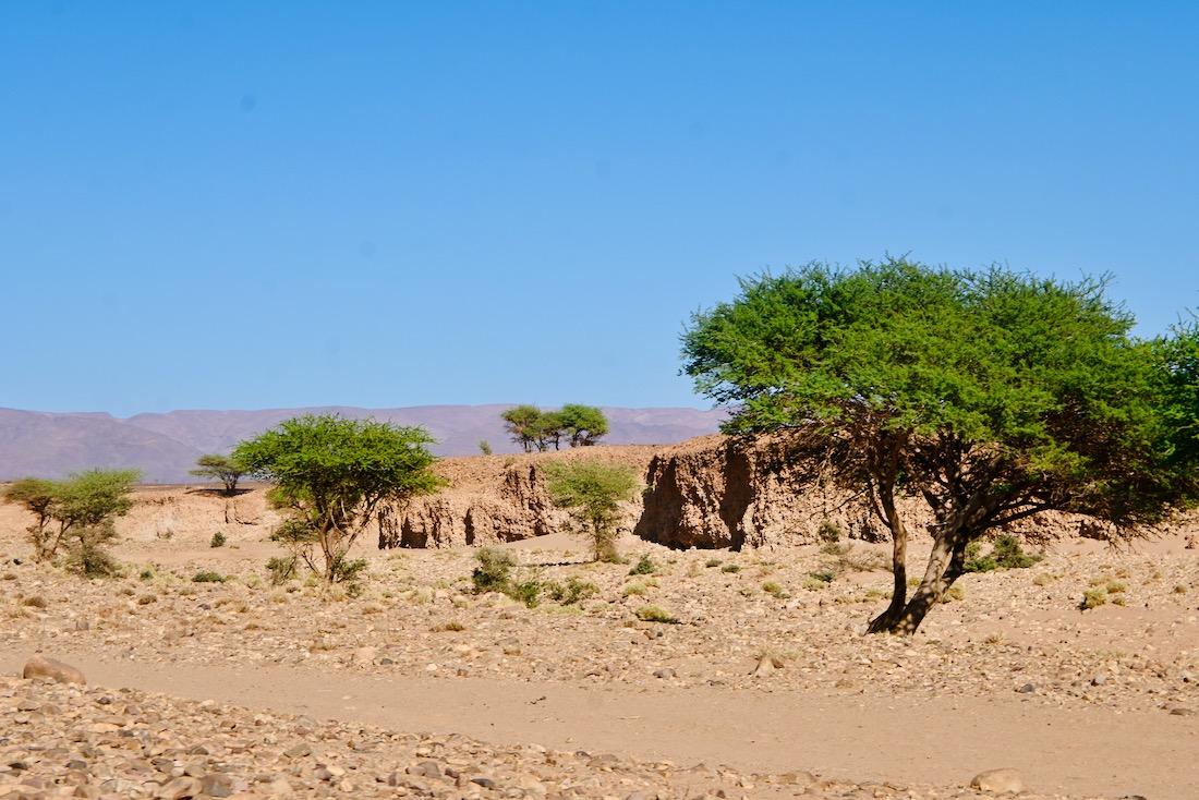 Bäume in der marokkanischen Wüste