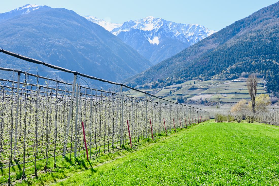 Apfelbaum Plantagen in Noritalien bei Meran