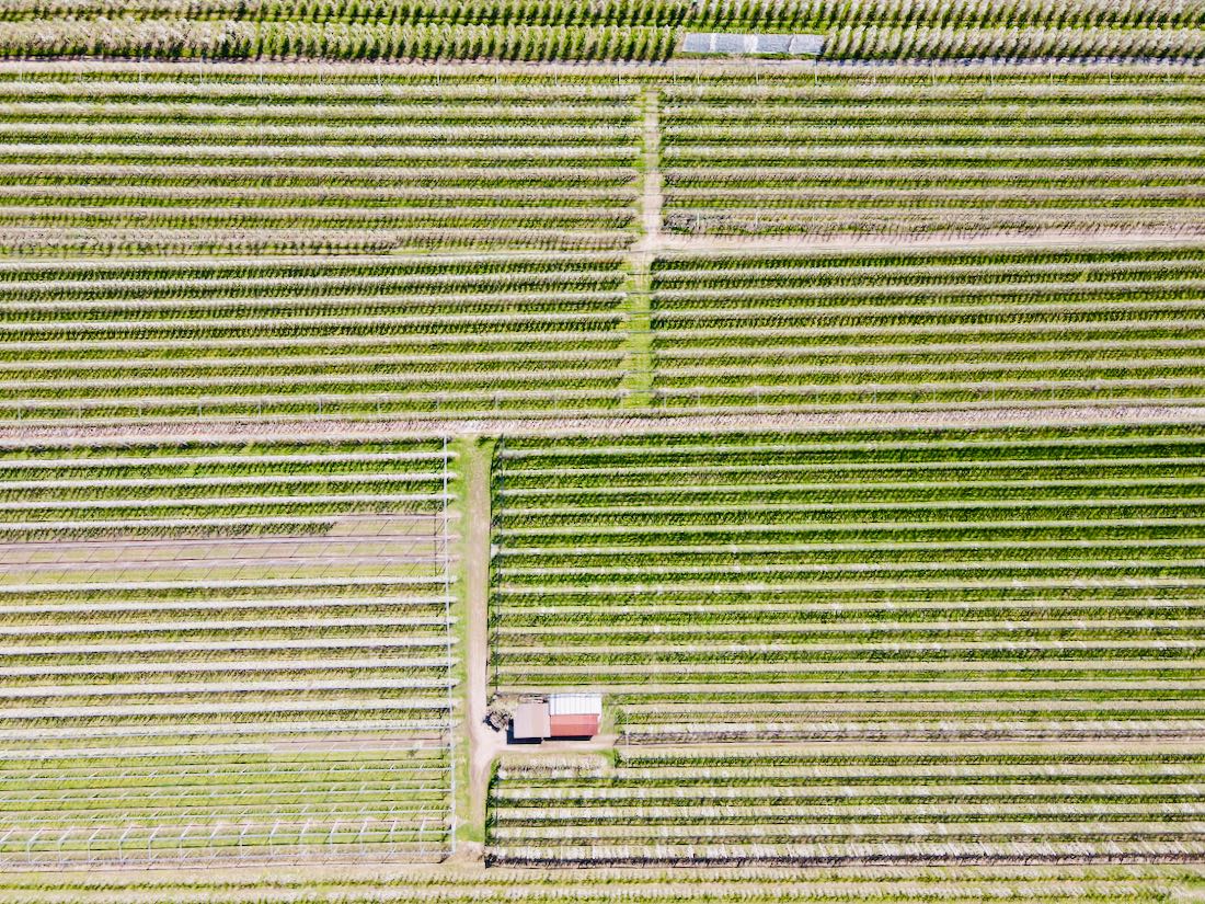 Die Apfelbaum-Plantagen bei Kaltern aus der Luft