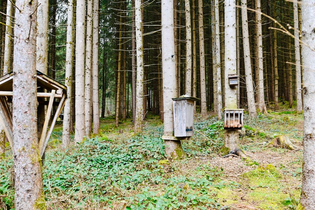 Futterstelle hinter dem Baumhaus vom Hotel Gassner