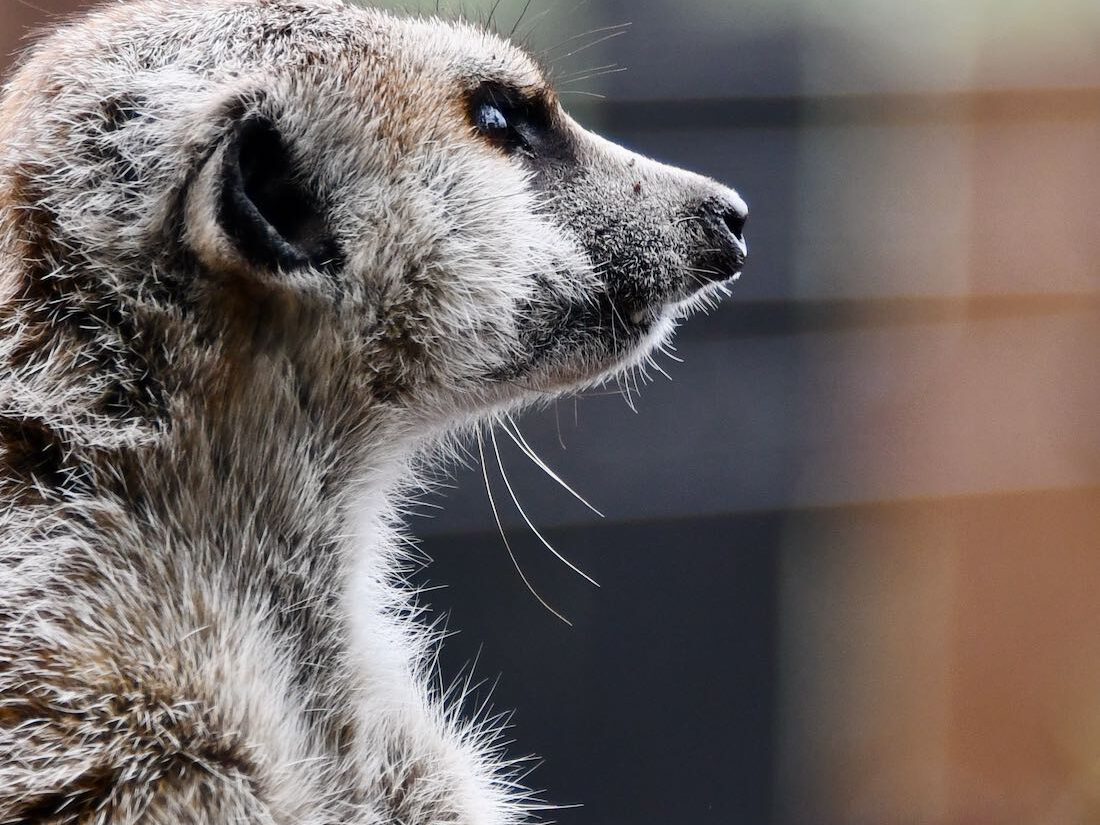 Ein Erdmännchen in Turisede