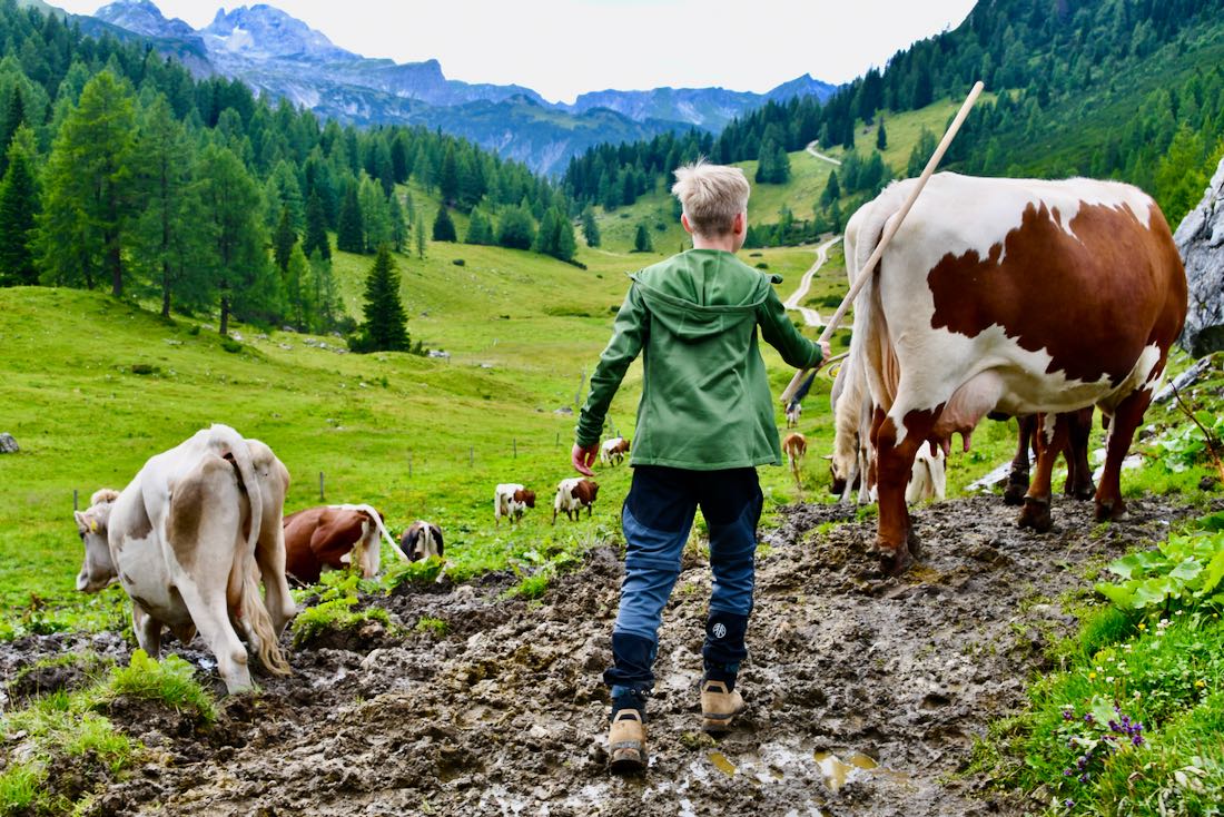 Ben treibt die Kühe zum Melken