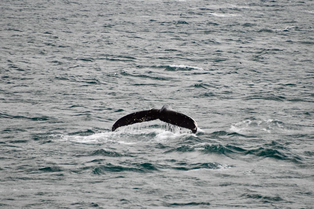Die riesige Flosse des Wals beim Elding Whale Watching