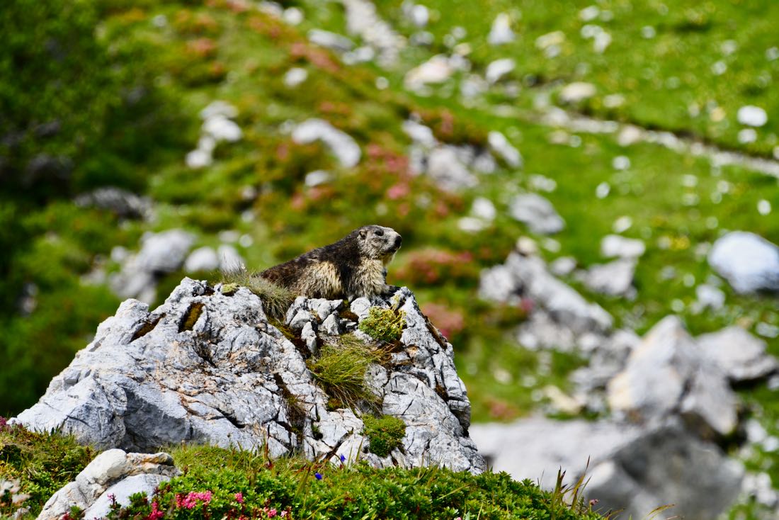 Ein Murmeltier in den Alpen bei der Südwiener Hütte