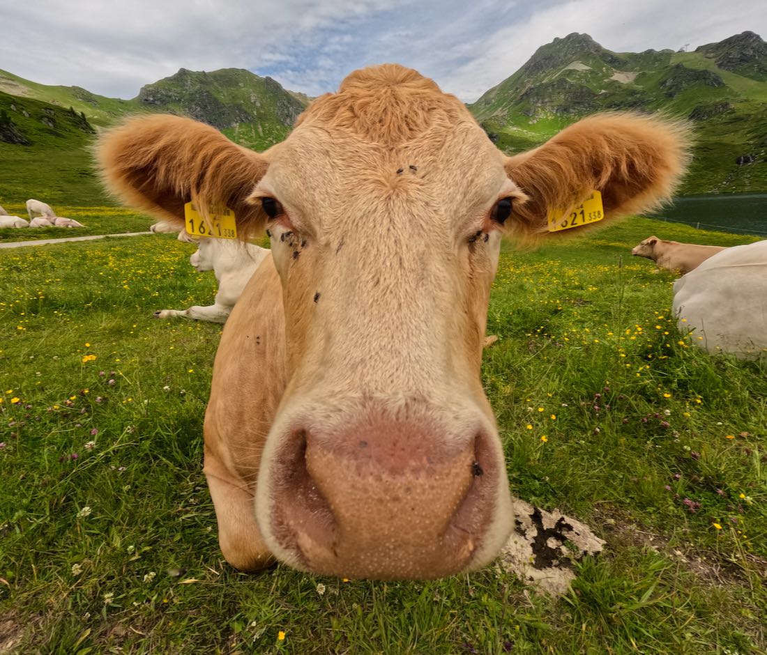 Eine Kuh in Obertauern