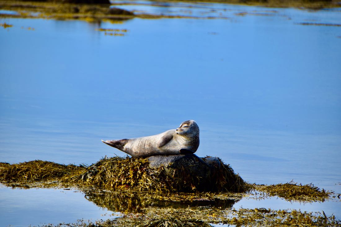 Eine Robbe am Ytri Tunga in Island