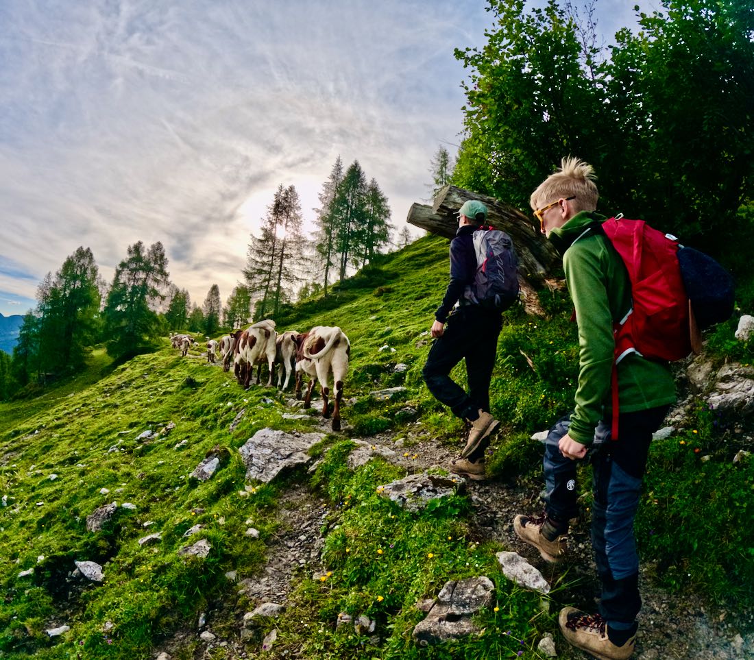 Flo und Ben laufen hinter den Kuehen am Morgen ueber die Alm