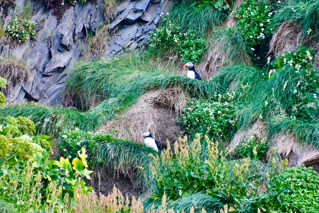 Puffins in den Klippen