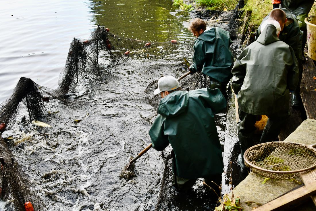Abfischen am Erlichthof Rietschen in der Oberlausitz im Neisseland in der Oberlausitz
