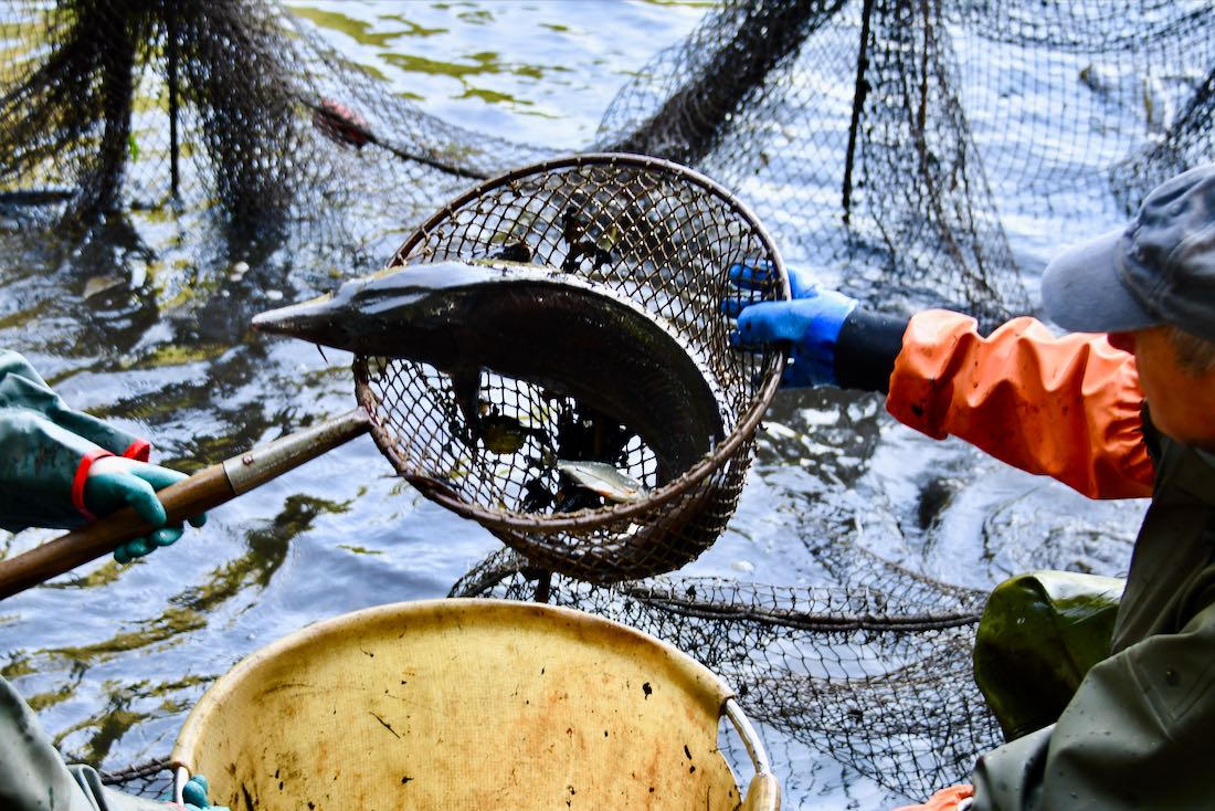 Ein Fisch im Netz beim Abfischen in Rietschen im Neisseland in der Oberlausitz