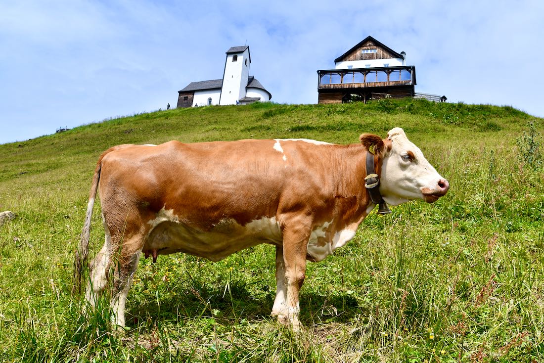 Eine Kuh an de Hohen Salve