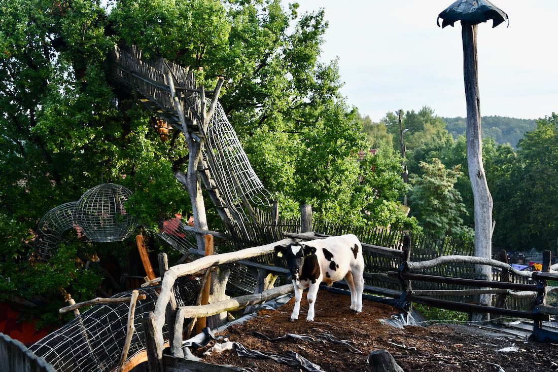 Eine Kuh in den Bäumen von Turisede
