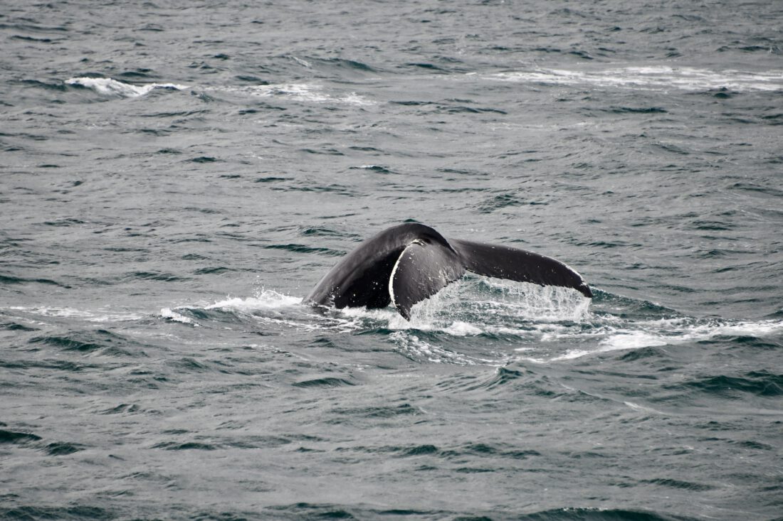 Elding Whale Watching Tour - Fravely
