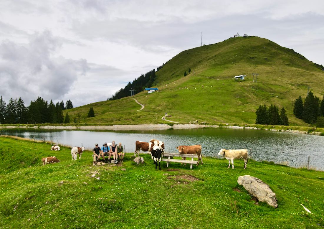 Fravely an der Hohen Salve mit Kuehen beim Family KAT Walk