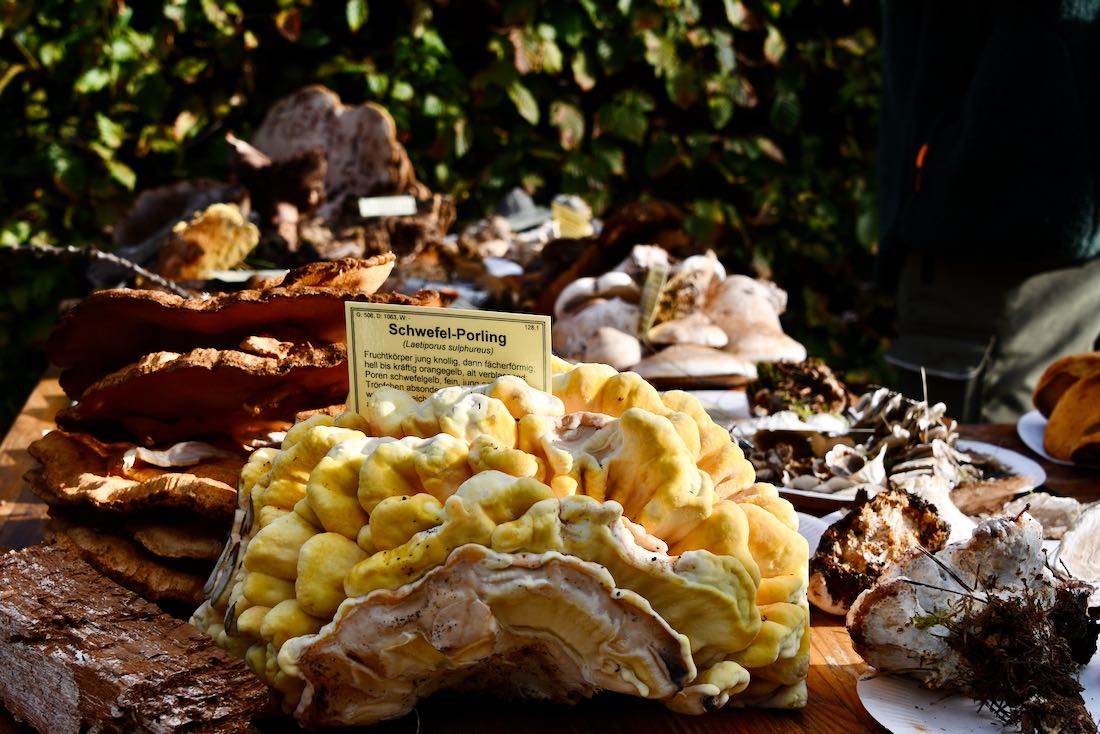 Pilzausstellung Erlichthof Rietschen