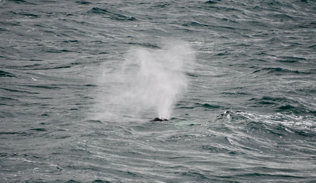 Der Buckelwal und seine Fontäne