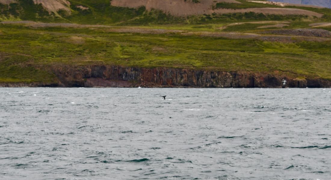 Die Schwanzflosse von einem Wal