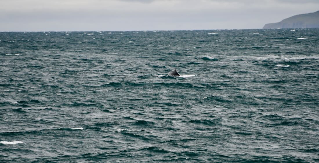 Ein Buckelwal beim Edling Whale Watching