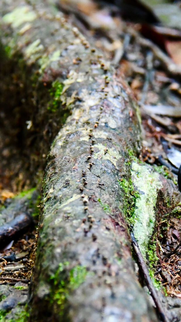 Ameisen Strasse im Taman Negara Nationalpark