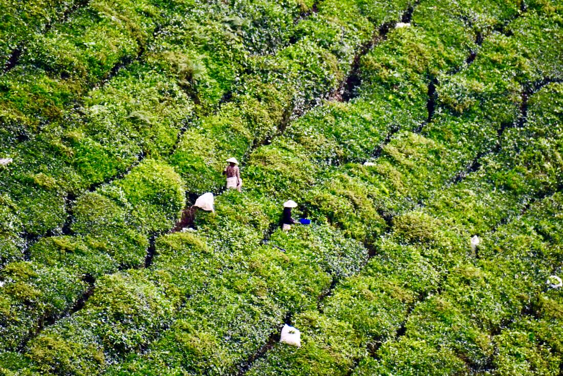 Arbeiter in den Teeplantagen der Cameron Highlands