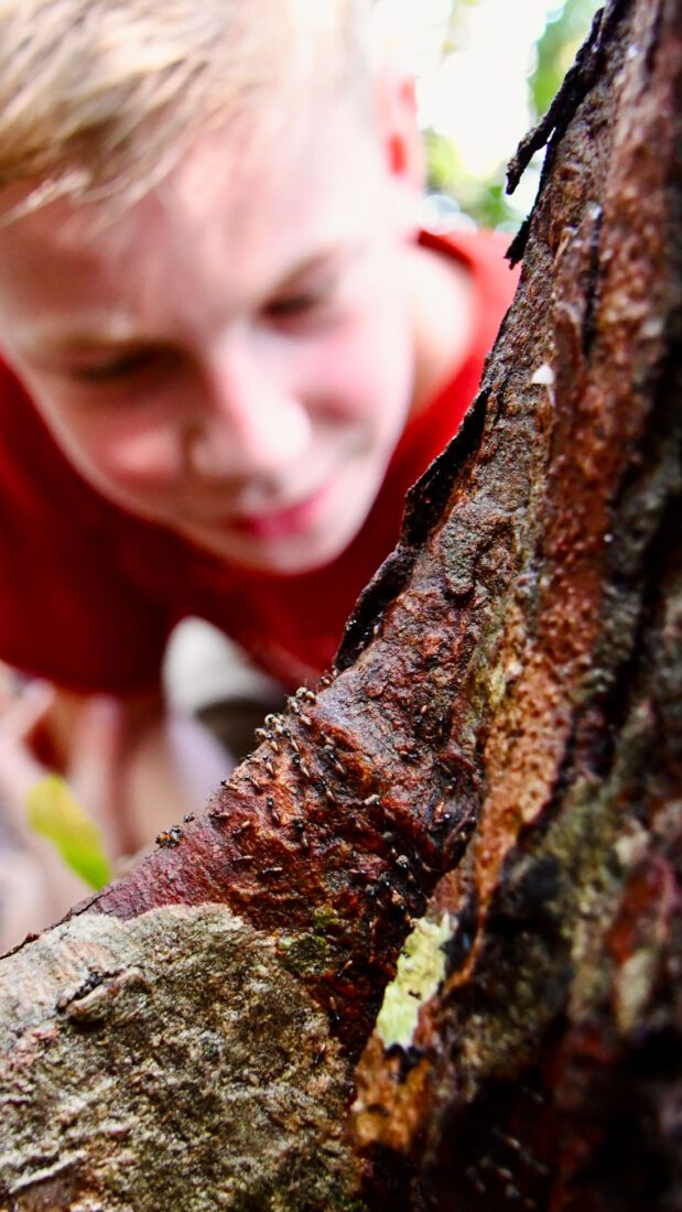 Ben beobachtet Termiten im Urwald Taman Negara