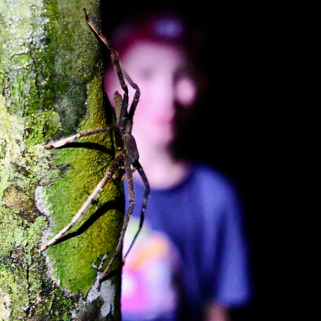 Ben beobachtet eine riesige Spinne im Regenwald von Malaysia