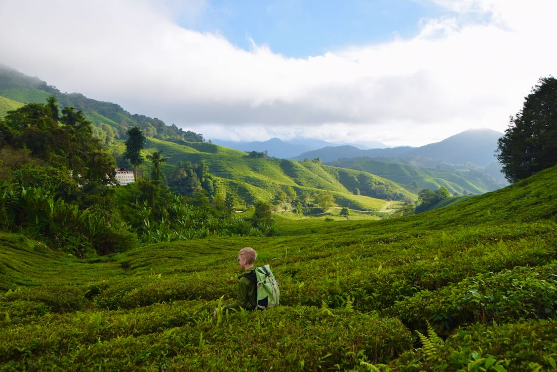Ben in einer Teeplantage der Cameron Highlands