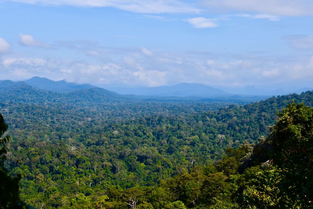 Blick in den Taman Negara in Malaysia