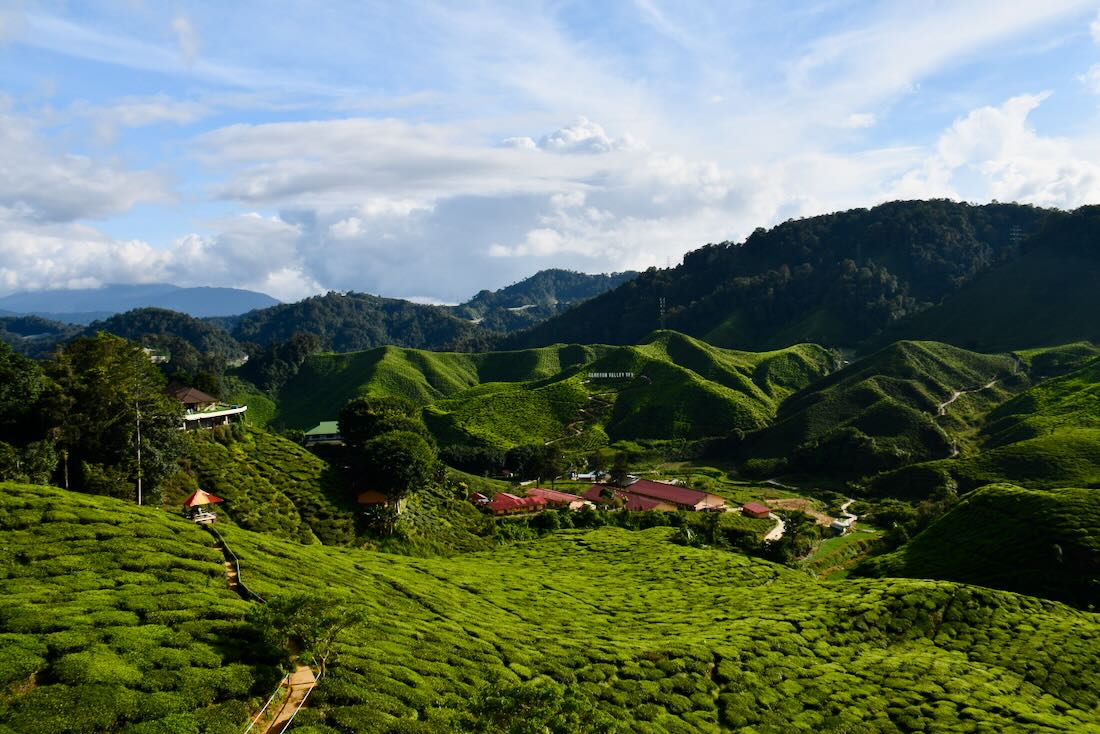 Cameron Highlands - Die Teeplantagen