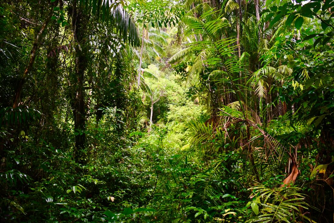 Der Bako Nationalpark - Regenwald