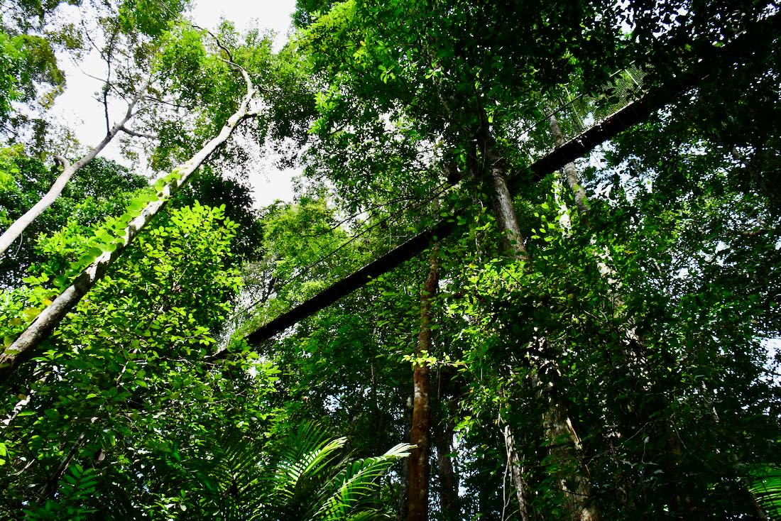Der Canopy Walk im Taman Negara Malaysia