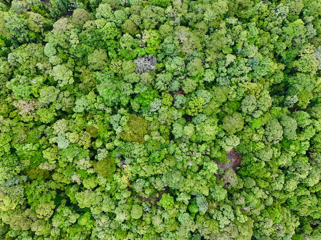 Der Regenwald auf Borneo