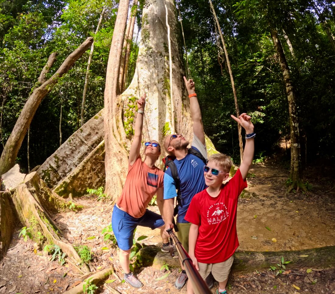 Der größte Baum im Taman Negara Nationalpark