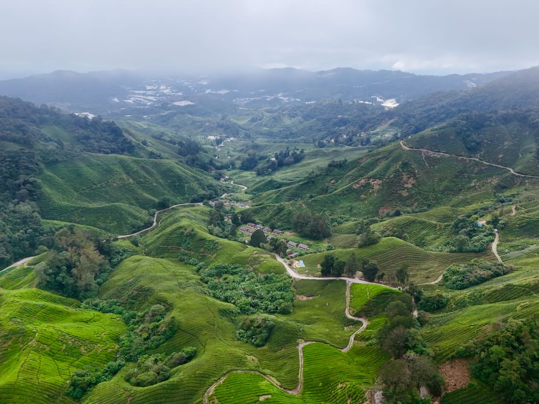 Die Cameron Highlands