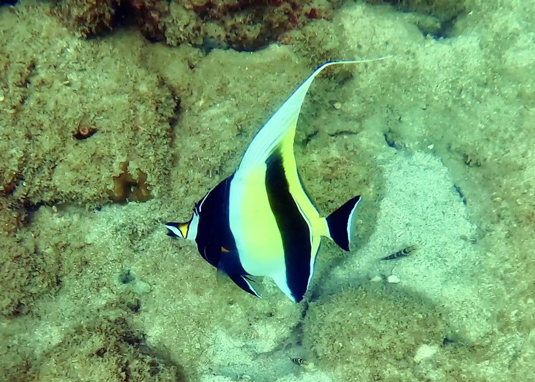 Ein Doktorfisch in Langkawi