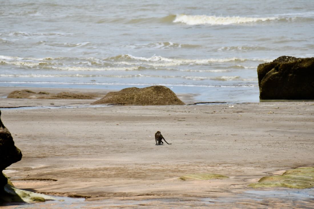 Ein Makaken Affe am Strand