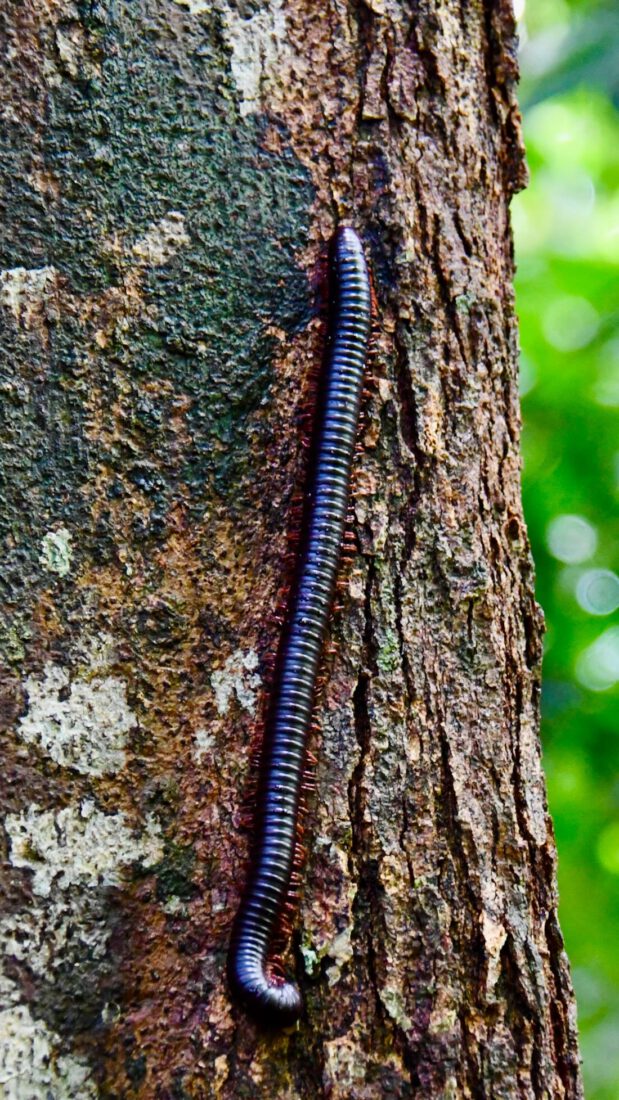 Ein Tausendfüssler im Taman Negara Nationalpark