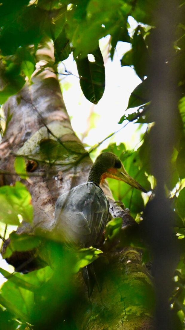 Ein Vorgel im Taman Negara Nationalpark