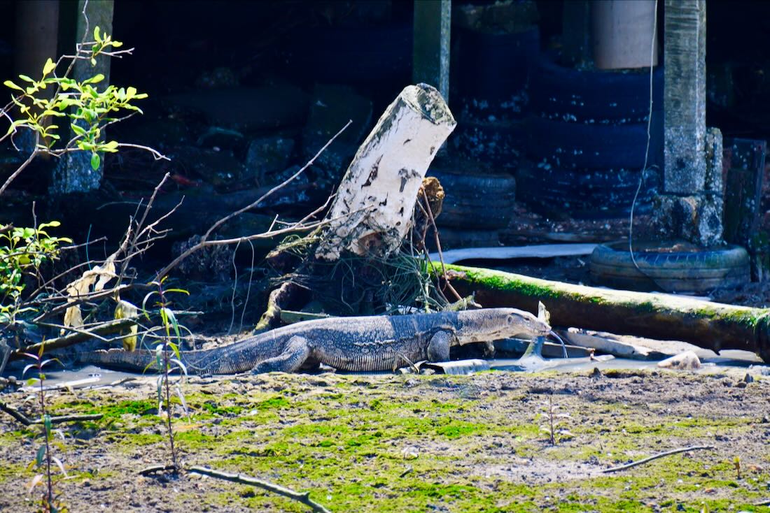 Ein Waran im Hafen von Kuala Kedah
