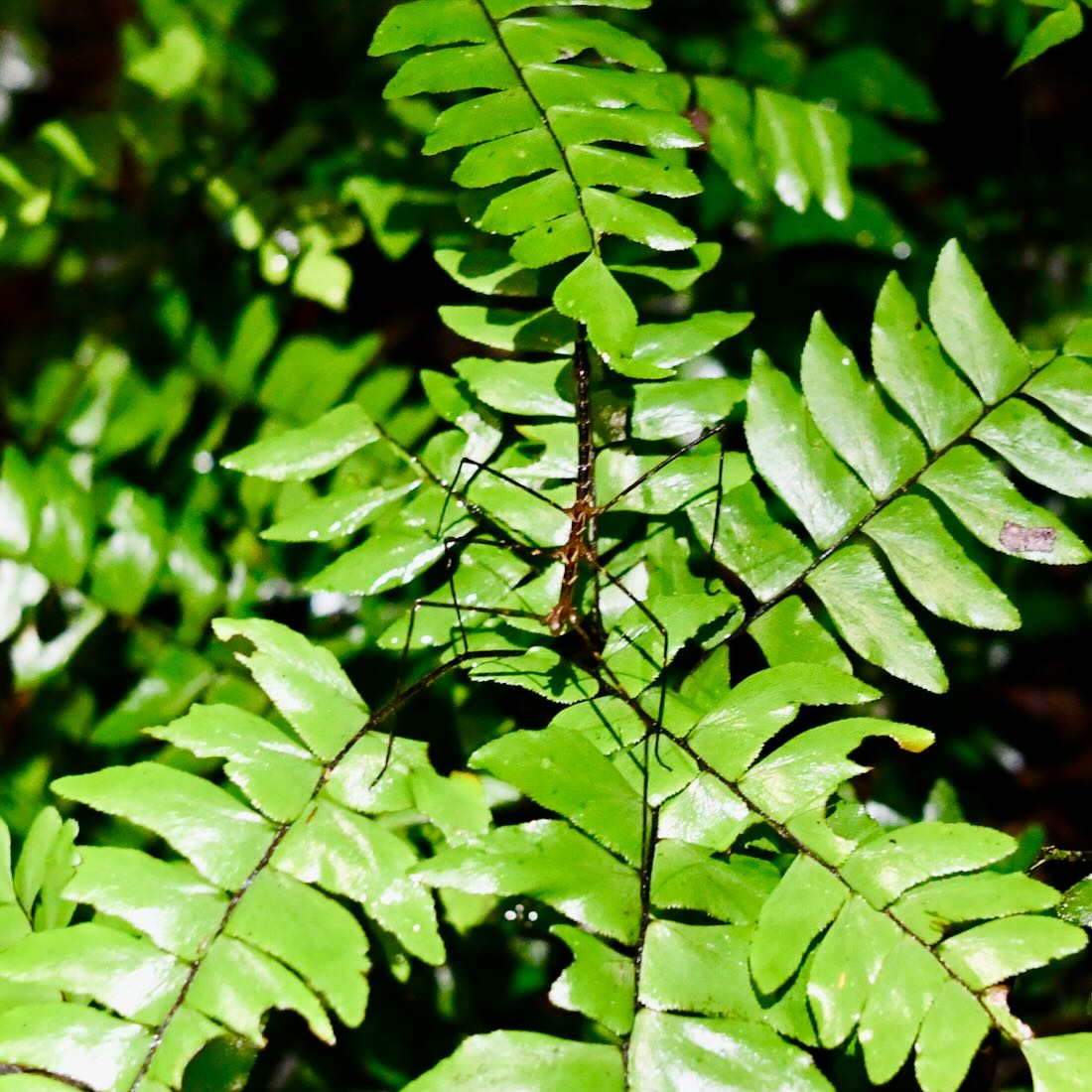 Eine Gespenstschrecke im Regenwald vom Malaysia