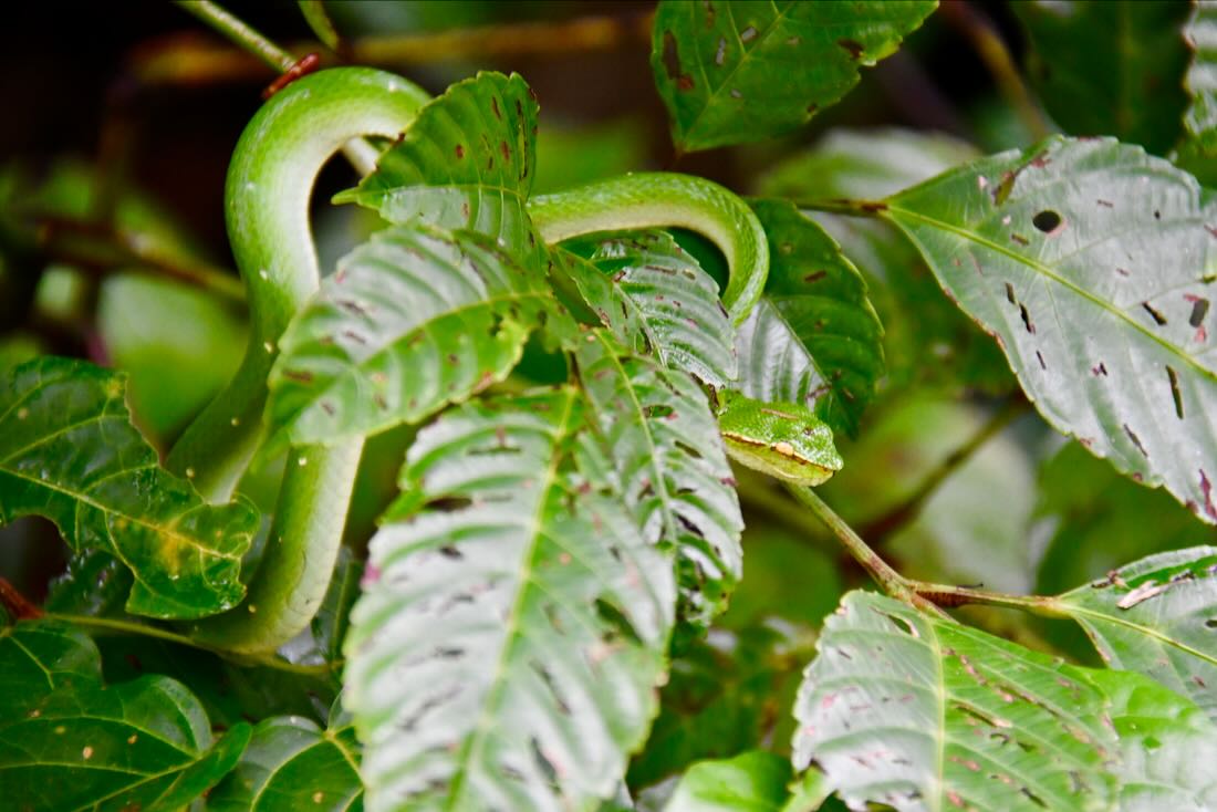 Eine grüne Viper im Bako Nationalpark