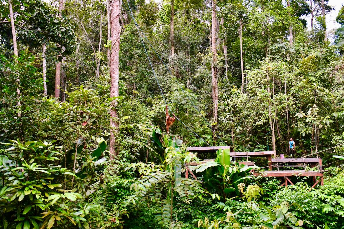 Feeding Station im Orang Utan Semenggoh Wildlife Centre