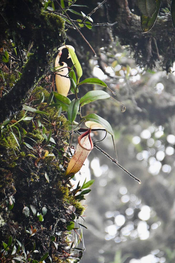 Fleischfressende Pflanze im Mossy Forest
