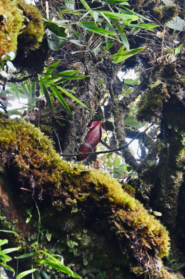 Fleischfressende Pflanze in Malaysia im Mossy Forest