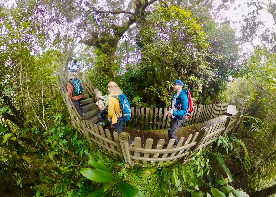 Fravely im Mossy Forest