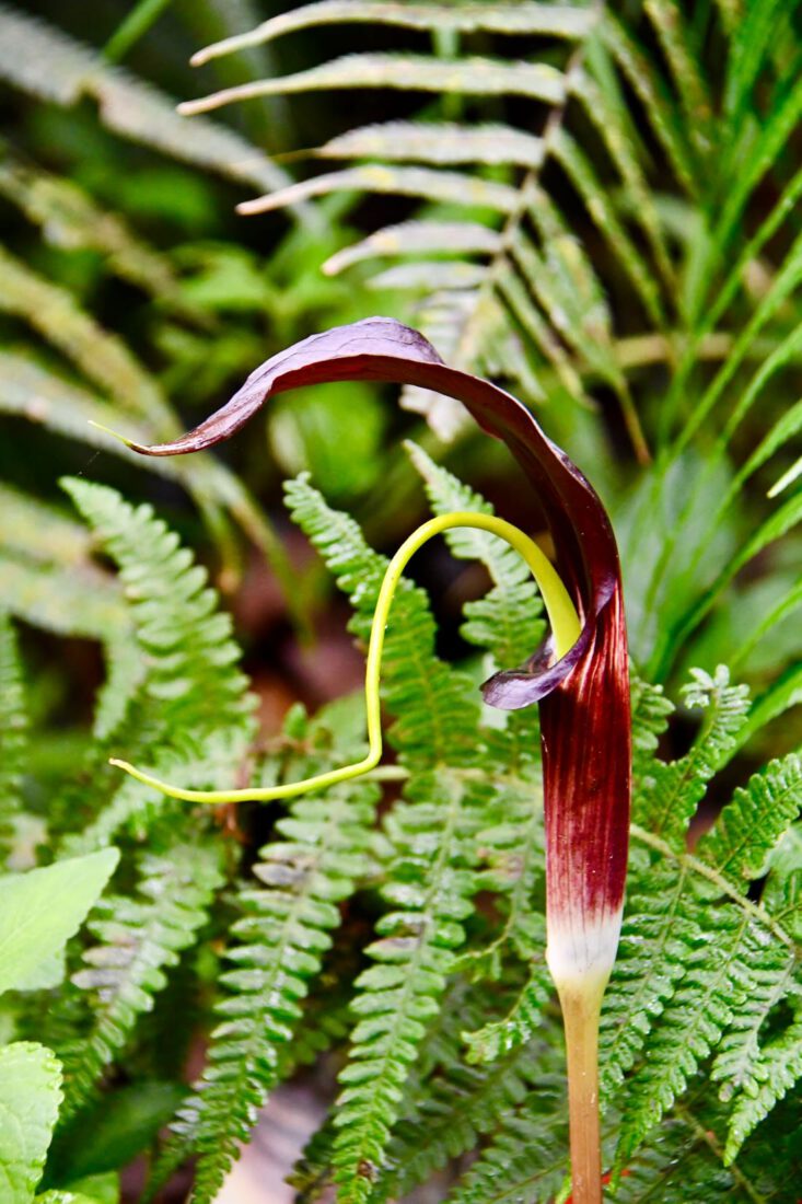 Giftige Pflanze im Mossy Forest in Malaysia